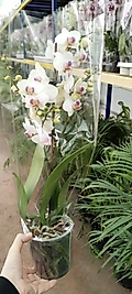 Canlı Orkide Çiçeği -Phalaenopsis -Büyük Boy Özel Renk
