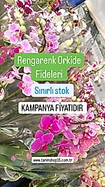 Özel Tür -Çiçeksiz Orkide Fidesi -MİDİ-