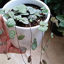 Kalp Kalbe Karşı Ceropegia Woodii-Büyük boy