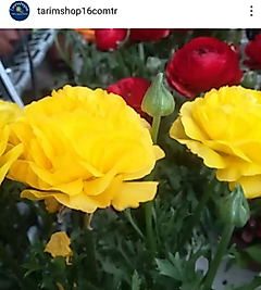 Şakayık Çiçeği canlı bitki saksıda