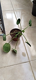 Pilea Peperomioides Iç Mekan Bitkisi