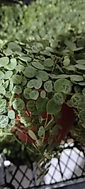 Peperomia prostrata kaplumbağa Dizisi-9cm saksıda
