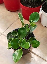 Peperomia-Zümrüt Dalgası -12CM SAKSIDA