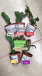 Yılbaşı Çiçeği- Schlumbergera - Yılbaşı Kaktüsü (1adet)