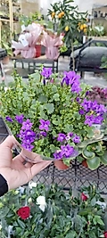 Çan Çiçeği Campanula portenschlagiana (maviş)