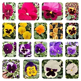 hercai fide 25 adet (Karışık renklerde)