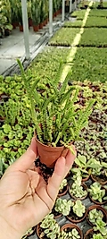 Prenses Çamı (Crassula Muscosa) 5.5cm saksıda