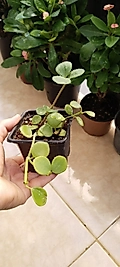 Peperomia Hope – Umut Bitkisi 9cm saksı