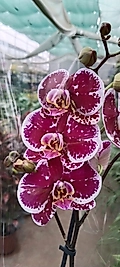 Canlı Orkide Çiçeği -Phalaenopsis -Büyük Boy Özel Renk