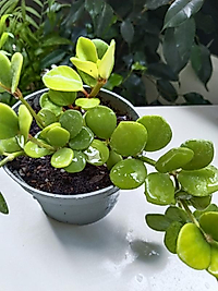 Peperomia Hope Çiçeği 8,5cm saksıda
