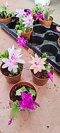 Yılbaşı Çiçeği Kaktüsü (Schlumbergera) -9cm saksıda