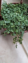 Peperomia prostrata kaplumbağa Dizisi-Askılı saksıda