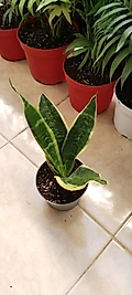 Sansevieria ’Black Gold’-PAŞA KILICI
