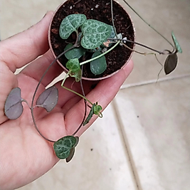 Kalp Kalbe Karşı ceropegia Woodii 5.5cm saksı miniboy
