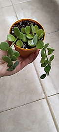 Peperomia Hope – Umut Bitkisi 9cm saksı(2 köklü)